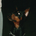 Micky beim Dogsitting